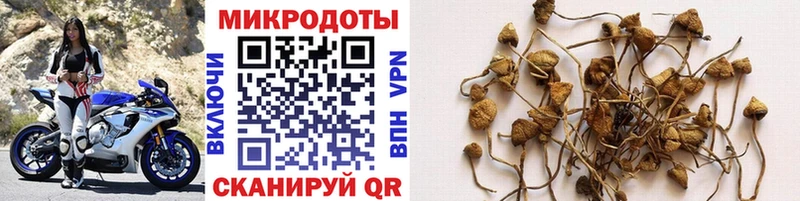 продажа наркотиков  Няндома  даркнет телеграм  Галлюциногенные грибы Cubensis 